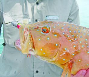 Coral trout are a favourite target in the tropics and the reefs offshore from the resort have plenty on offer.